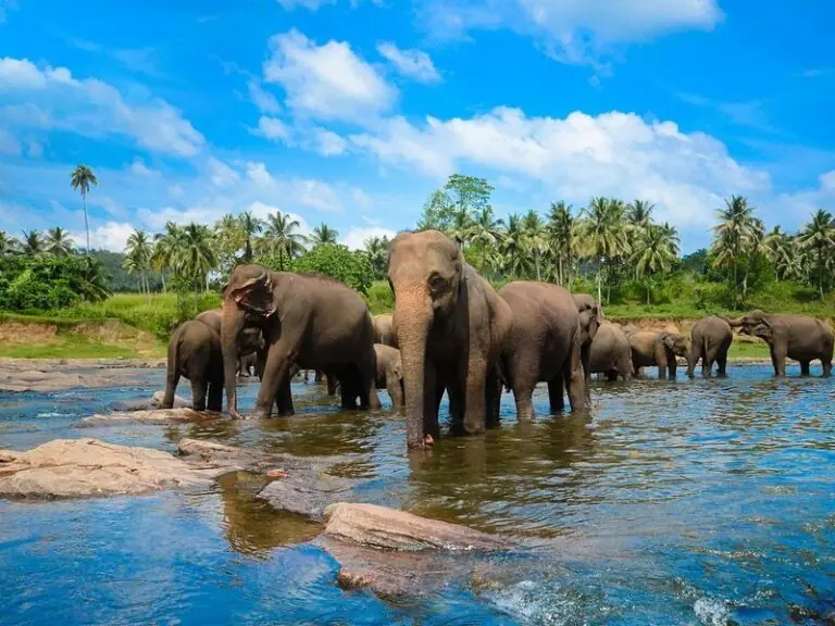 Pinnawala Elephant Orphanage