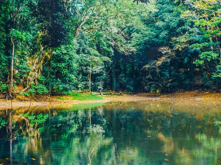 Udawattakele Forest Reserve